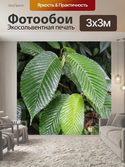 Фотообои Зеленый лист в тропическом лесу