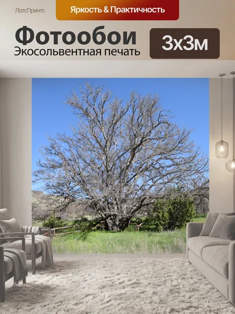 Фотообои Одиночные дерево
