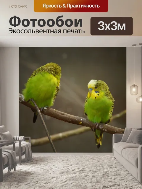 Фотообои Волнистый попугайчик попугай птица