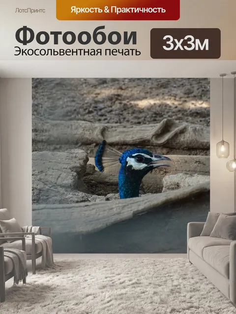 Фотообои Павлин