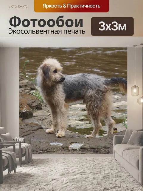 Фотообои Собака