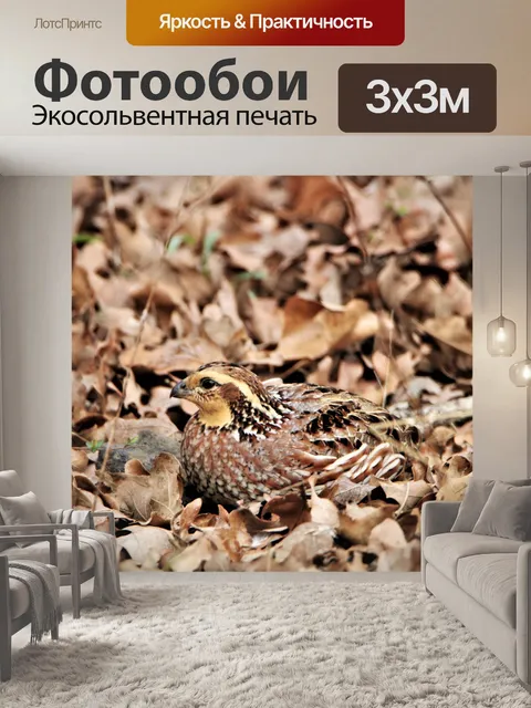 Фотообои Bobwhite перепела прячется в листьях