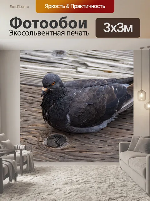 Фотообои Сидящий голубь