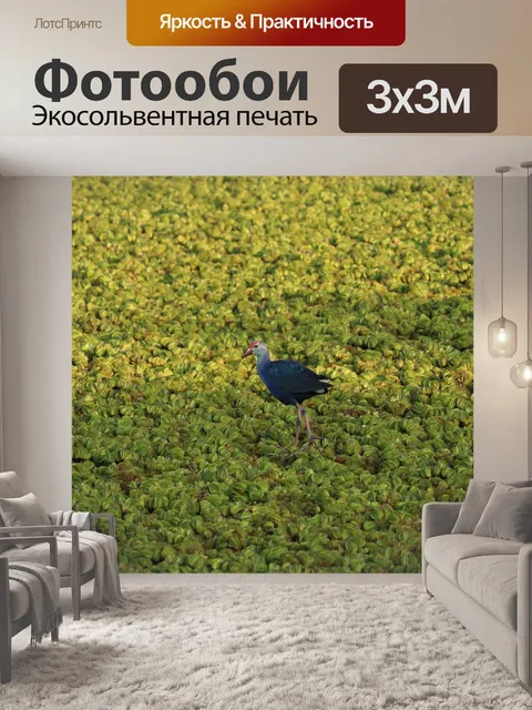 Фотообои Птица