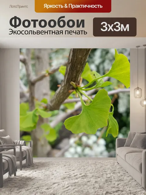 Фотообои Гинкго