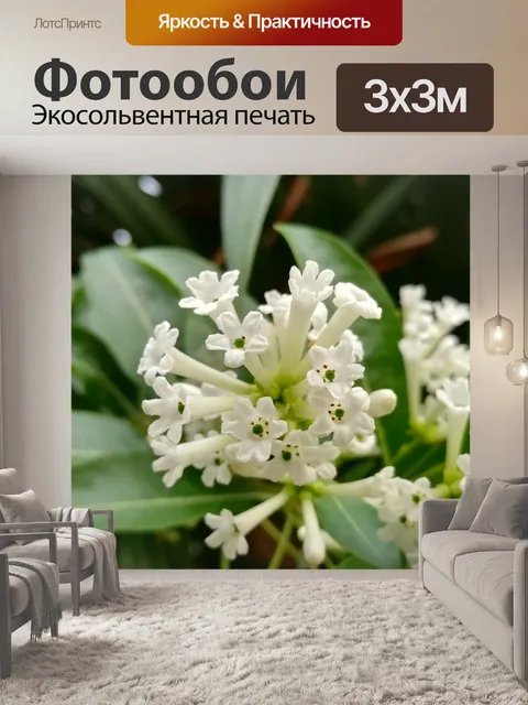 Фотообои Цветок