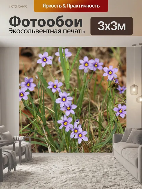 Фотообои Голубоглазая трава Полевые цветы