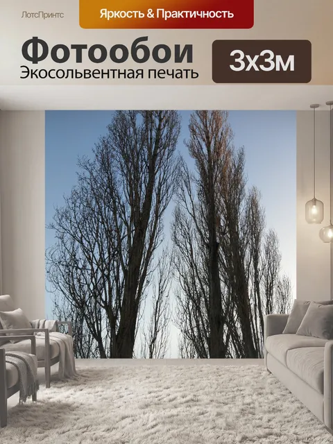Фотообои Тополь