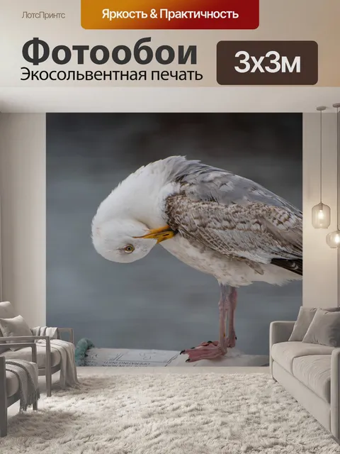 Фотообои Чайка, птица, морская птица