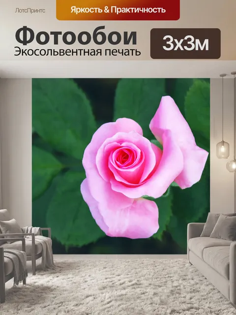 Фотообои Розовая роза