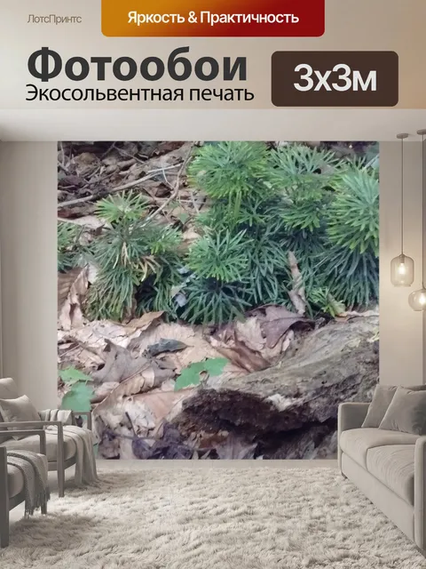 Фотообои подлесок