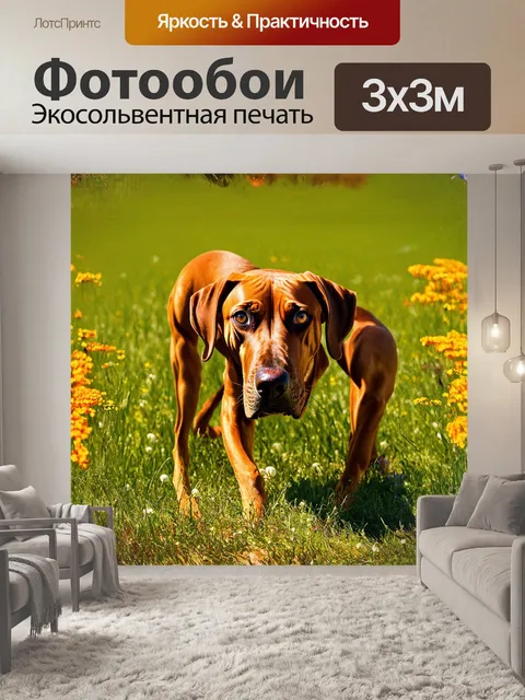 Фотообои родезийский риджбек охраняет вход в широкие поля, его острые уши настороженно улавливают каждый звук