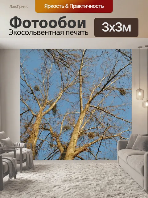 Фотообои Тополь трехгранный