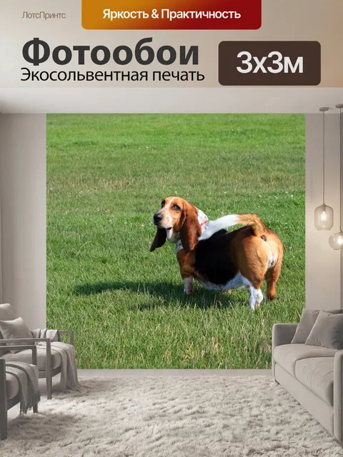 Фотообои Бассет-хаунд собаки
