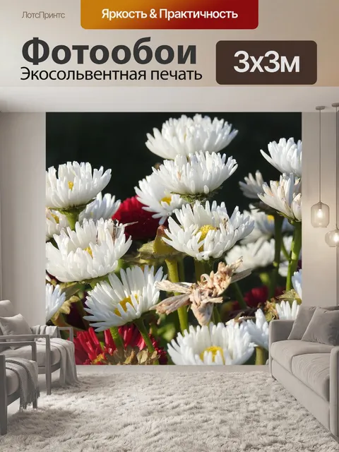 Фотообои Ромашки