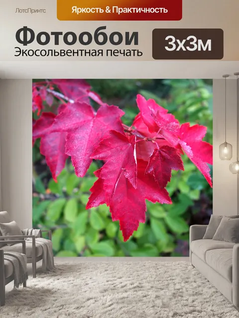 Фотообои Клен