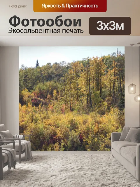 Фотообои Осенние краски в лесу