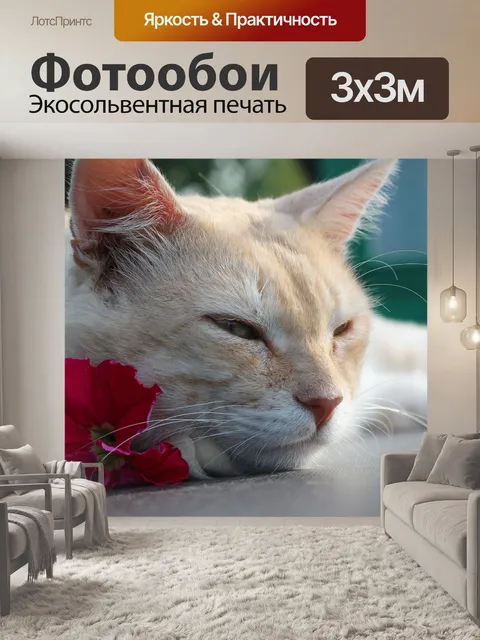 Фотообои Кот