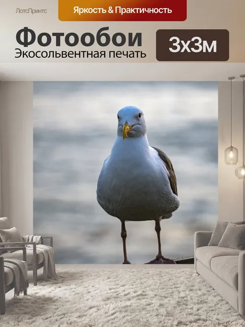 Фотообои чайка