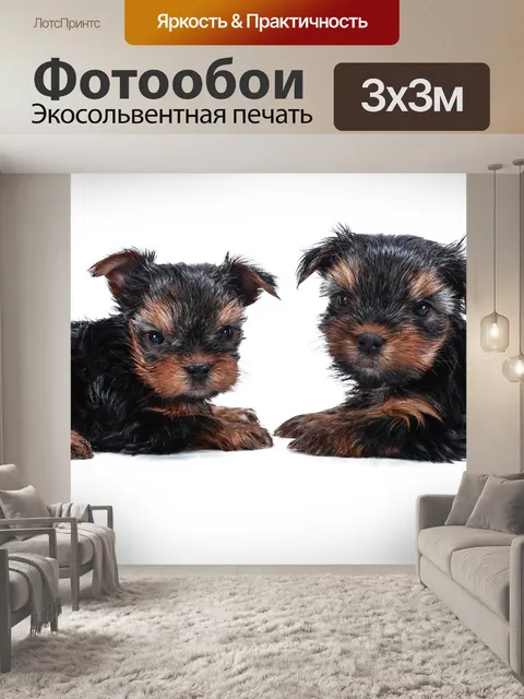 Фотообои Собака