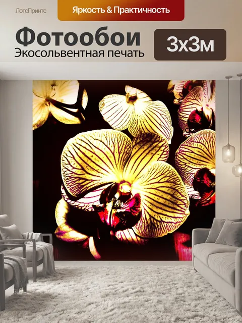 Фотообои Орхидея фаленопсис