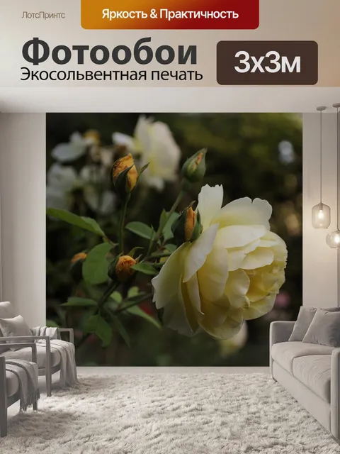 Фотообои Роза