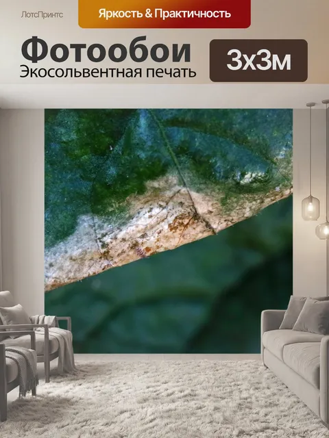 Фотообои вид высохшего края листа