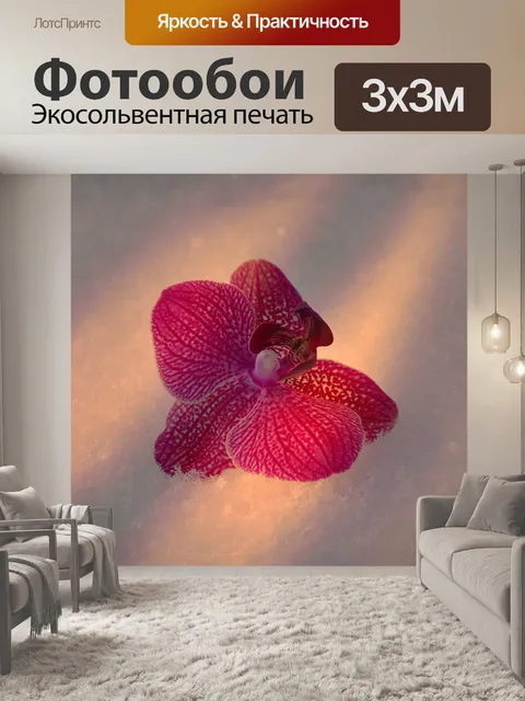 Фотообои Орхидея