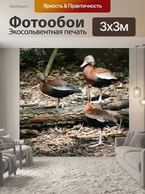Фотообои Птицы
