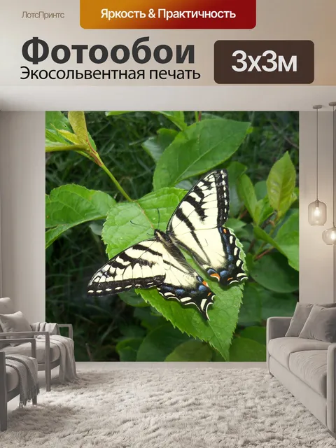 Фотообои Бабочка
