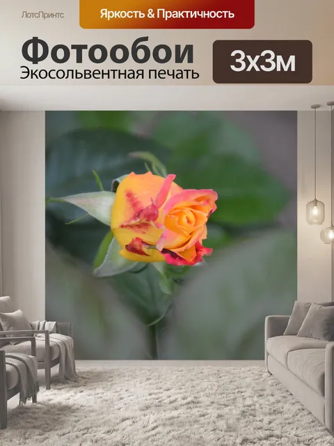 Фотообои Роза