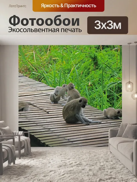 Фотообои группа обезьян Vervet играет