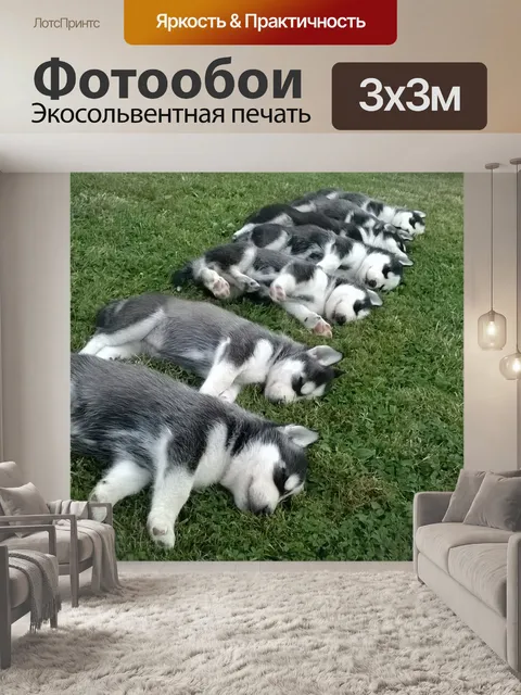 Фотообои Хаски