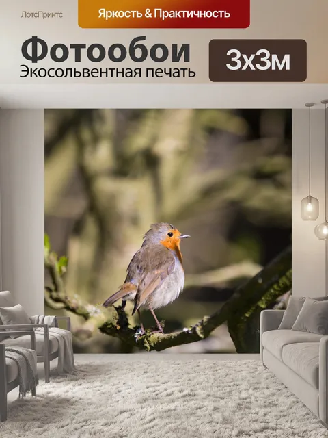 Фотообои Робин, Erithacus rubecula