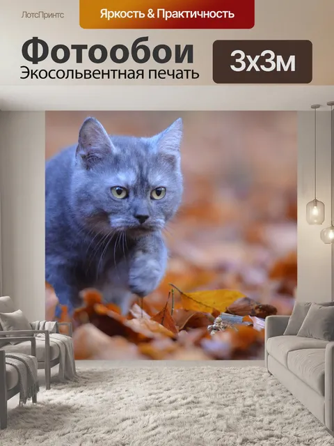 Фотообои Молодой кот