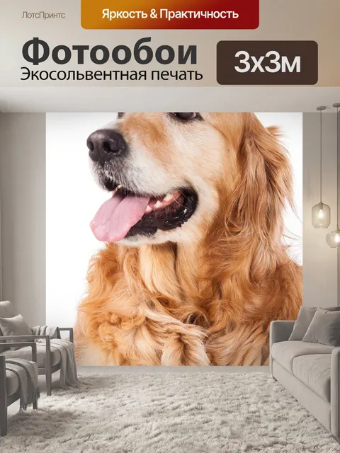 Фотообои Золотистый ретривер