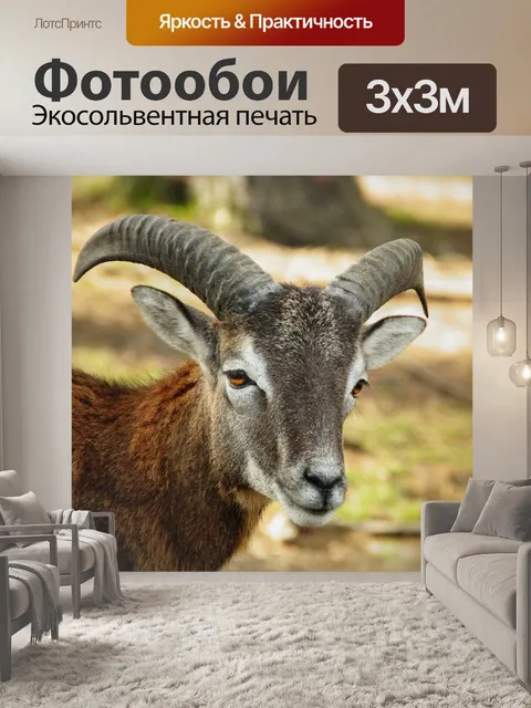 Фотообои Муфлон дикий овец животное козерог