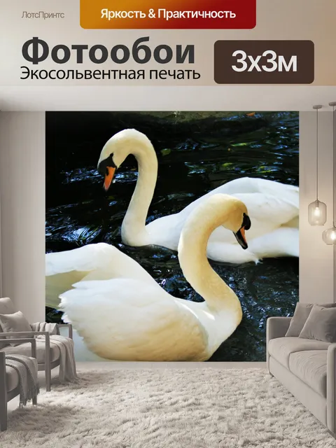 Фотообои лебедь красавицы
