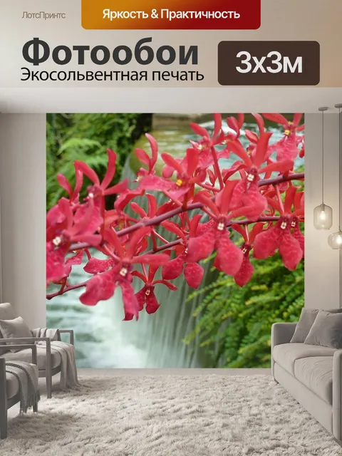 Фотообои Орхидея