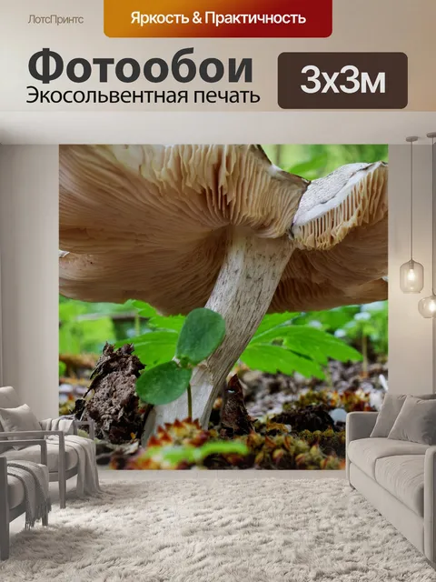 Фотообои Лесные грибы