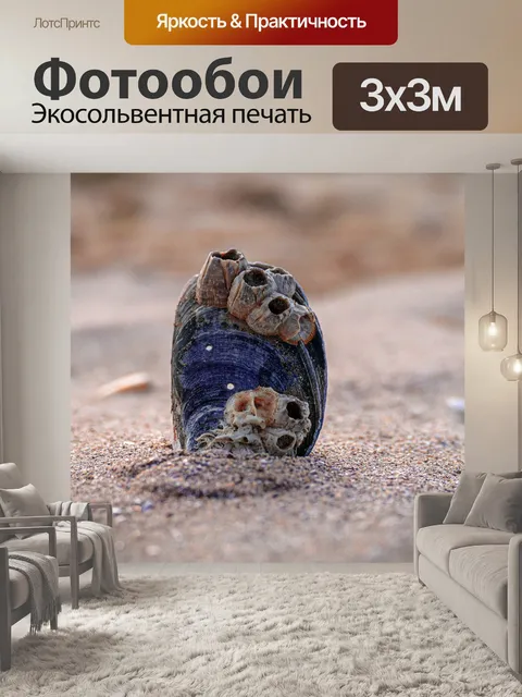 Фотообои Моллюски