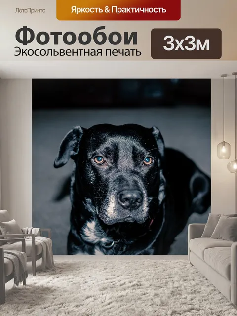 Фотообои Собака