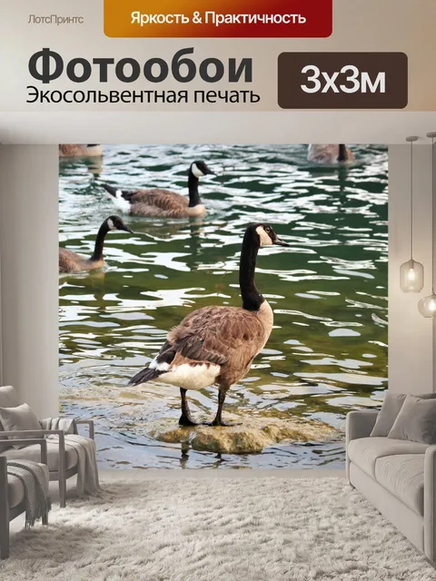 Фотообои Канада гусь стоит на скале