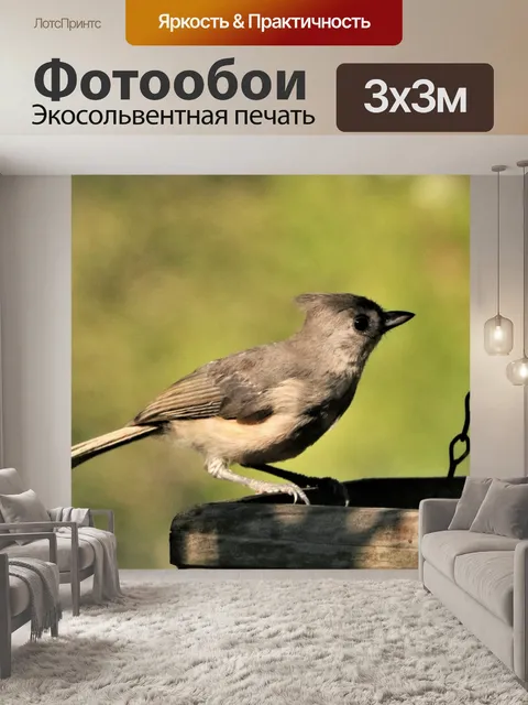 Фотообои Хохлатая синичка на кормушке для птиц