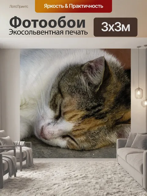 Фотообои Кошка