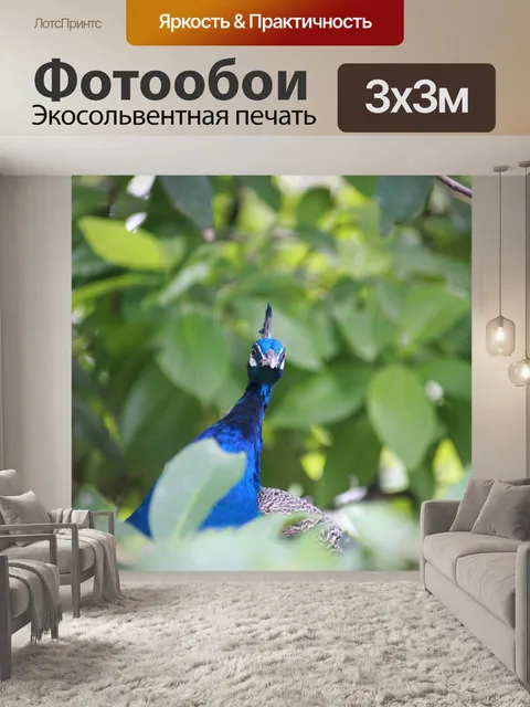 Фотообои Павлин