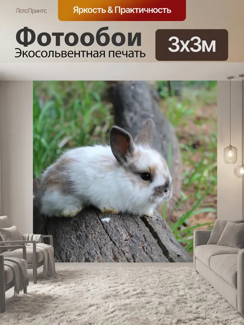 Фотообои Кролик