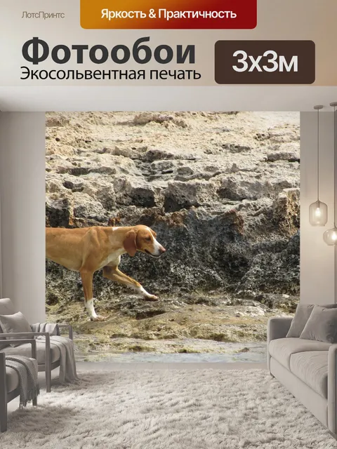Фотообои Собака