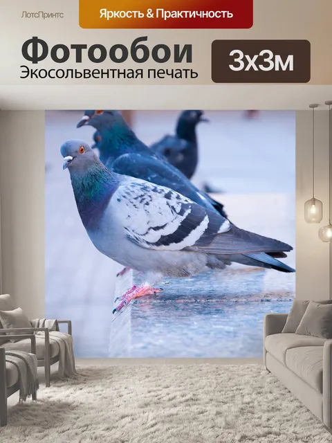 Фотообои Голубь