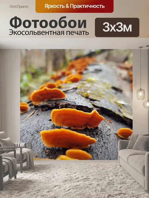 Фотообои Лес